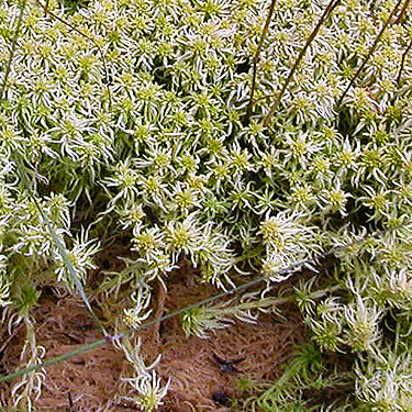 Sphagnum plants in bog, near Marten Lake Creek, Whatcom County, Washington