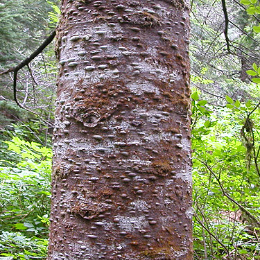 true fir Abies amabilis trunk, near Marten Lake Creek, Whatcom County, Washington