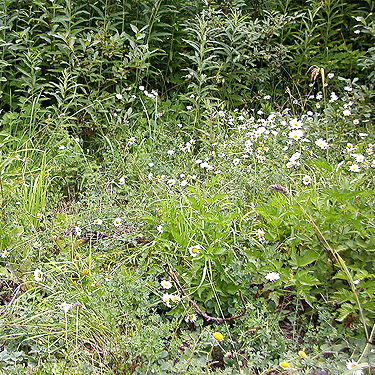 roadside verge habitat, near Marten Lake Creek, Whatcom County, Washington