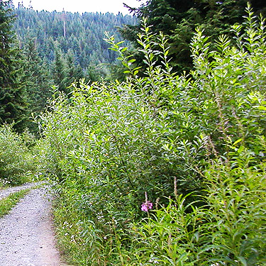 willow shrub thicket, near Marten Lake Creek, Whatcom County, Washington