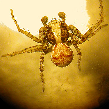 crab spider Xysticus pretiosus from shrubs, near Marten Lake Creek, Whatcom County, Washington