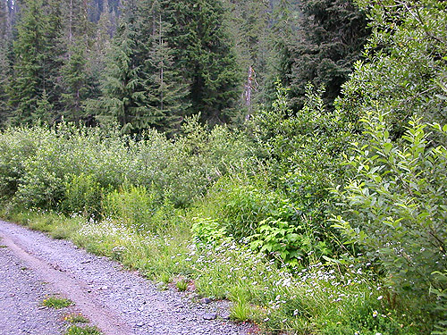 roadside vegetation zones, near Marten Lake Creek, Whatcom County, Washington