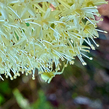 closeup of beargrass flower with Misumena vatia spider near Meadow Pass, Washington