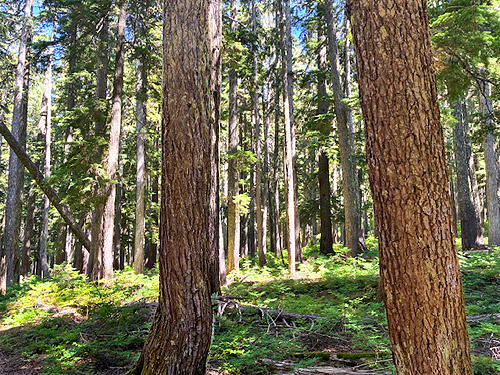Tsuga-Abies forest near Stirrup Lake near Meadow Pass, Washington