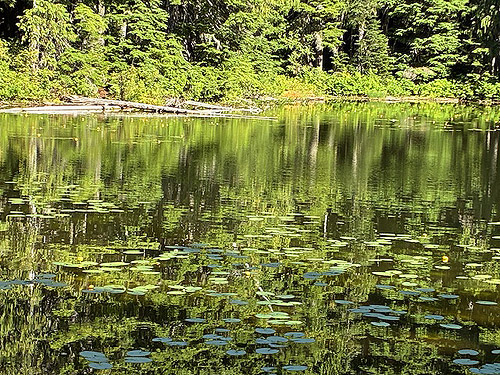 Lily pond between Stirrup Lake and Meadow Pass, Washington