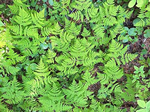 Pacific Oak Fern Gymnocarpium disjunctum in unerstory near Meadow Pass, Washington