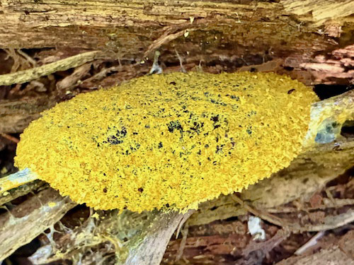 slime mold near Meadow Pass, Washington