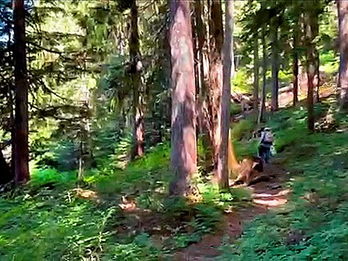 trail by Stirrup Lake near Meadow Pass, Washington