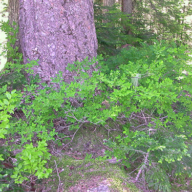 Vacinium understory, Meadow Pass, Washington