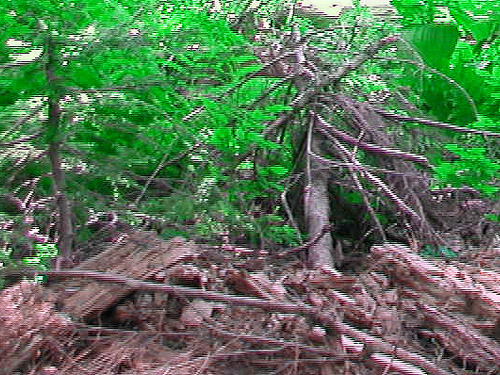 dead wood by trail, Stirrup Lake, near Meadow Pass, Washington