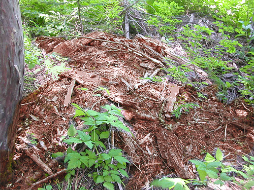 dead wood by Stirrup Lake near Meadow Pass, Washington