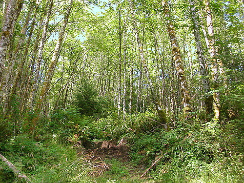 alder forest, Menlo Fern Hill Cemetery