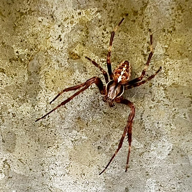 Araneus spider from forest bridge, Mill Creek Road, Pacific County, Washington