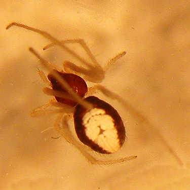 spider Theridion (Neottiura) bimaculata, off Lilly Wheaton Road, Pacific County, Washington