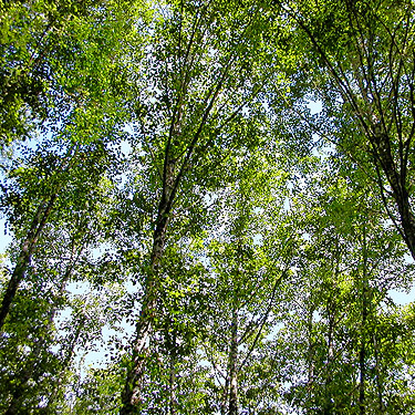 alder forest canopy, Menlo Fern Hill Cemetery