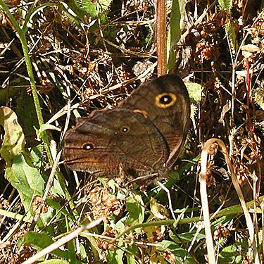 butterfly Cercyonis pegala, Menlo Fern Hill Cemetery, Pacific County, Washington