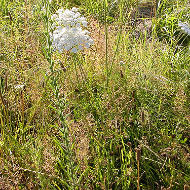 diverse meadow flora off Lilly Wheaton Road, Pacific County, Washington