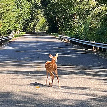 der fawn on roadway, Mill Creek Road, Pacific County, Washington