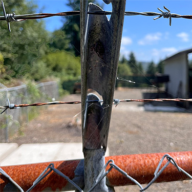 wire fence with spider web, Menlo Fern Hill Cemetery