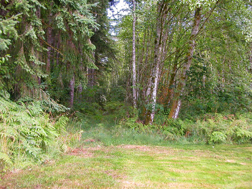 road between conifer and alder forests, Menlo Fern Hill Cemetery