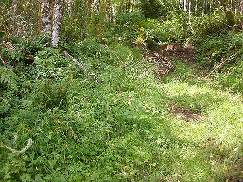 shaded grass under trees, Menlo Fern Hill Cemetery