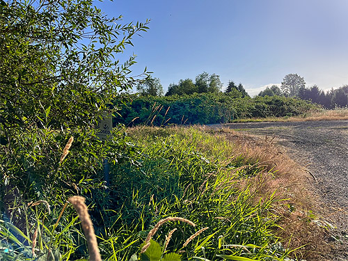 riparian meadows and blackberry thickets, 