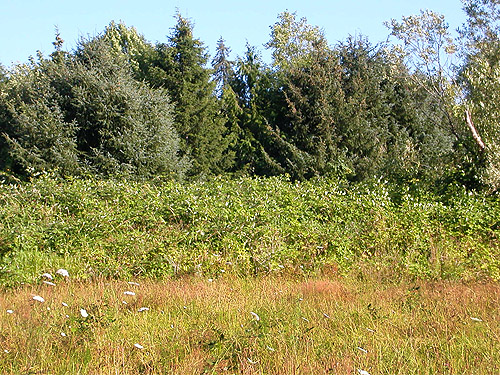 meadow, shrubs and trees, off Lilly Wheaton Road, Pacific County, Washington