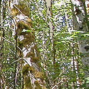 moss on alder trunk, Menlo Fern Hill Cemetery