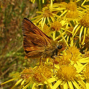 skipper butterfly Ochlodes sylvanoides, Menlo Fern Hill Cemetery