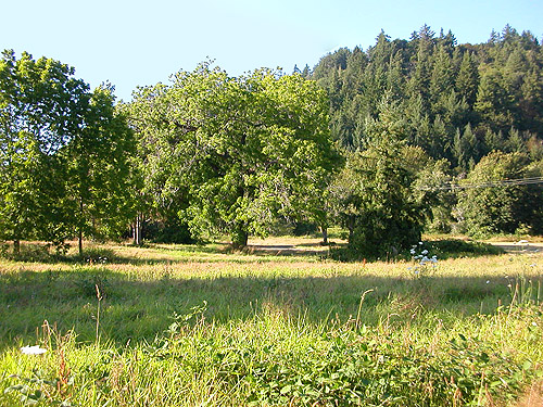 grassland habitat in undeveloped part of Menlo Fern Hill Cemetery