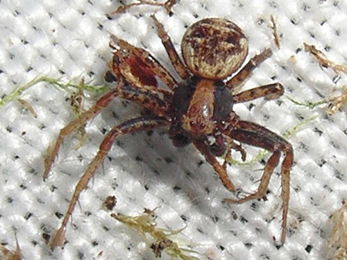 crab spider Xysticus pretiosus sifted from moss, Menlo Fern Hill Cemetery, Pacific County, Washington