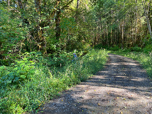 road into state forest off Mill Creek Road, Pacific County, Washington