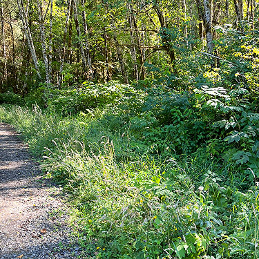 roadside grass in state forest, Mill Creek Road, Pacific County, Washington