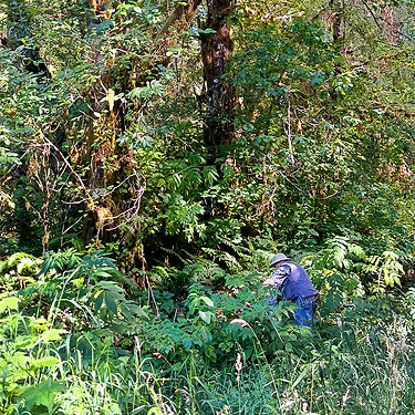 Rod Crawford in search of leaf litter, Mill Creek Road, Pacific County, Washington