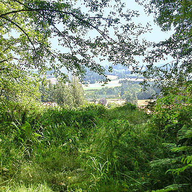 grass under forest shade, Menlo Fern Hill Cemetery