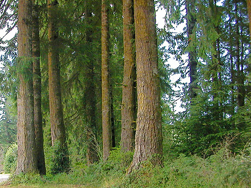 tall conifers on south side of forest, Menlo Fern Hill Cemetery