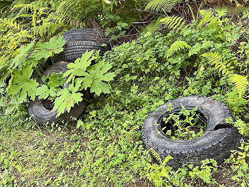 pile of tires in state forest, Mill Creek Road, Pacific County, Washington