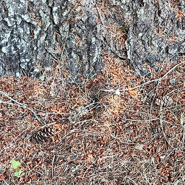 Big Douglas-fir trunk and cones, Menlo Fern Hill Cemetery, Pacific County, Washington