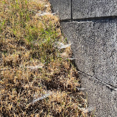 webs on cinder block wall, Menlo Fern Hill Cemetery