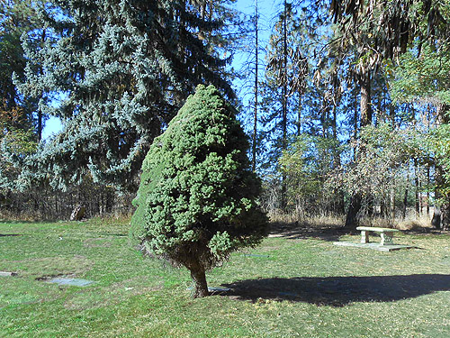bench and juniper in far corner of Meyers Falls Cemetery, Kettle Falls, Washington