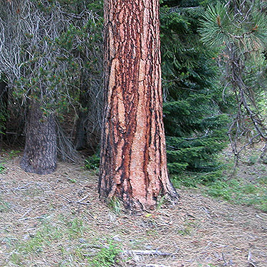 Ponderosa pine tree at edge of Four Way Meadow, Little Naches River, Kittitas County, Washington
