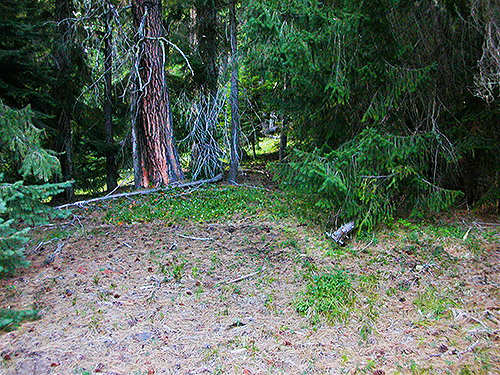 pine cones at Four Way Meadow, Little Naches River, Kittitas County, Washington