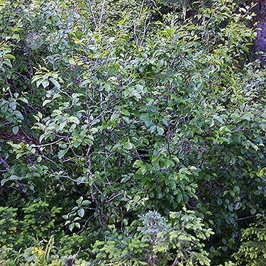alder thicket at stream, Middle Fork Road below Naches Pass, Kittitas County, Washington