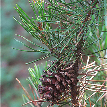 needles and cone of Pinus contorta lodgepole pine, Blowout Creek meadow, Little Naches River, Kittitas County, Washington