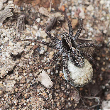 wolf spider Pardosa dorsuncata female with egg sac, Middle Fork Road below Naches Pass, Kittitas County, Washington
