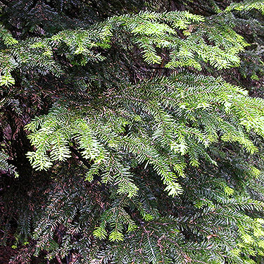 true fir Abies sp. foliage, Middle Fork Road below Naches Pass, Kittitas County, Washington