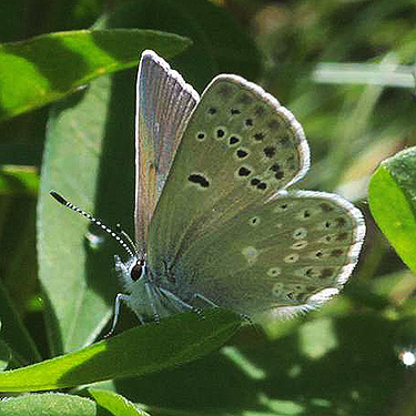 blue butterfly Icaricia icarioides, Middle Fork Road below Naches Pass, Kittitas County, Washington