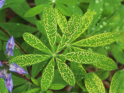lupine leaf with ornamental mutation, Middle Fork Road below Naches Pass, Kittitas County, Washington