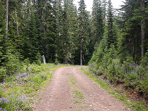 roadside habitats, Middle Fork Road below Naches Pass, Kittitas County, Washington