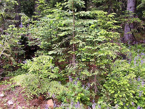 roadside conifer foliage, Middle Fork Road below Naches Pass, Kittitas County, Washington
